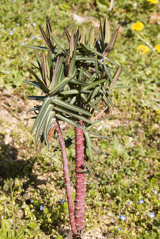 Euphorbia lathyris / Euforbia catapuzia